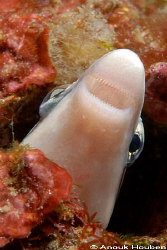 False cleanerfish, Aspidontus taeniatus. Picture taken at... by Anouk Houben 